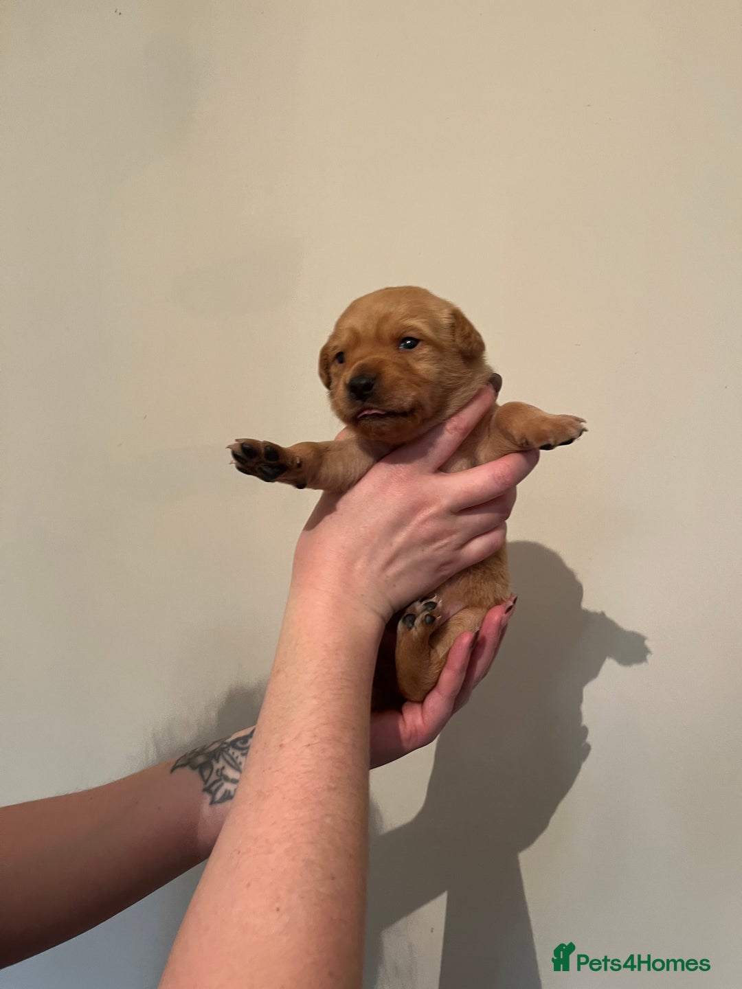 Labrador Retriever dogs for sale: Labrador Puppies - Advert 31