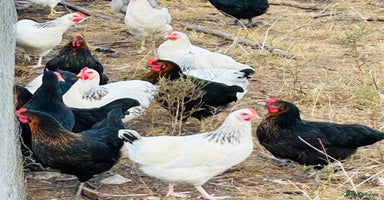 Chickens poultry - Advert 7