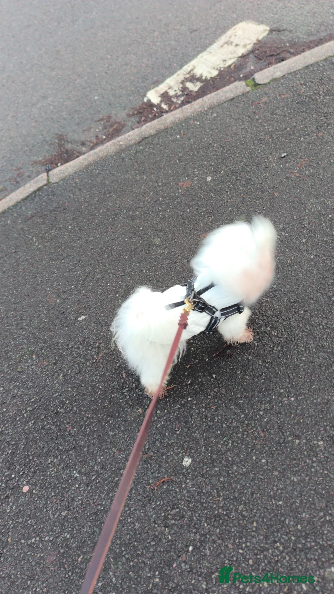 Maltese dogs for stud: 💯 Korean Maltese KC registered available for stud - Advert 2