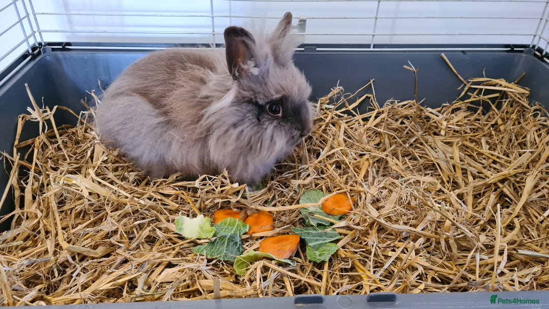 Lionhead rabbits for sale: Ready Now - Only 1 Lionhead Boy Left - Image 4