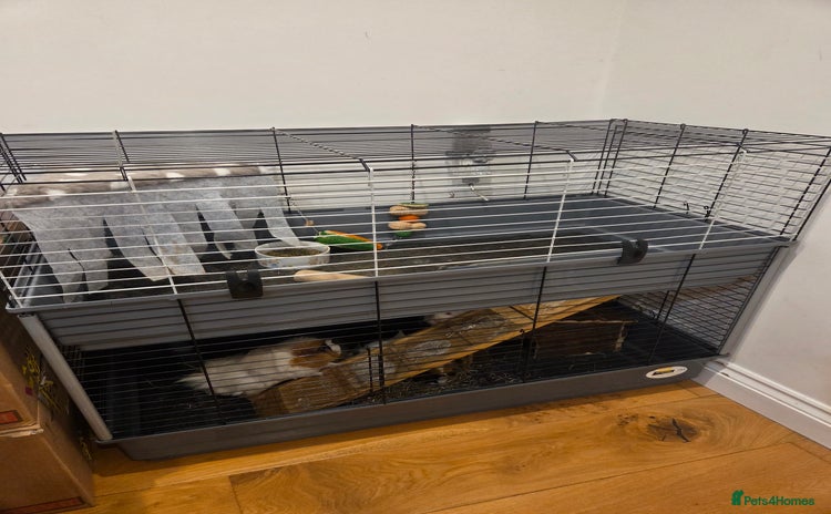 Guinea Pig rodents - Advert 2