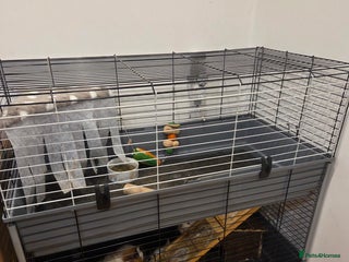 Guinea Pig rodents - Advert 1