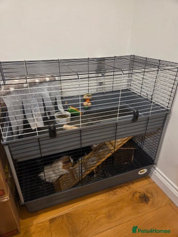 Guinea Pig rodents - Advert 1