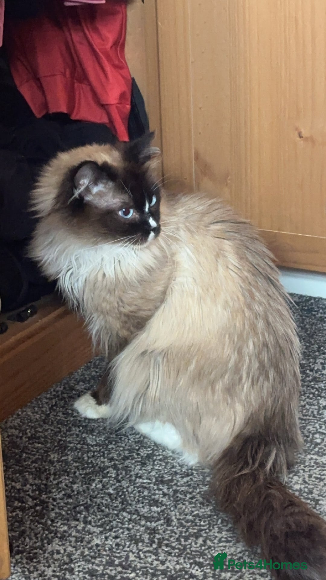Ragdoll cats for sale: Ragdoll male proven cat.  - Image 6