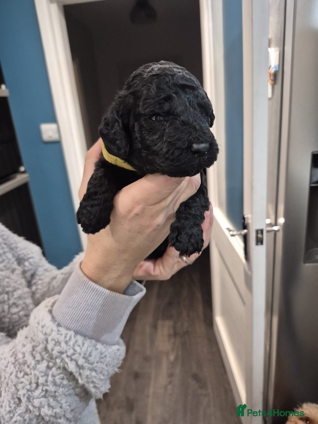 Cockapoo dogs for sale: Adorable cockapoo puppies - Advert 4