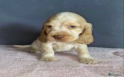 Cocker Spaniel dogs for sale: Outstanding KC Show Cockers 🐾 - Image 1