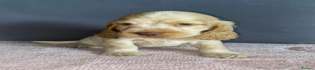 Marble (lemon roan)