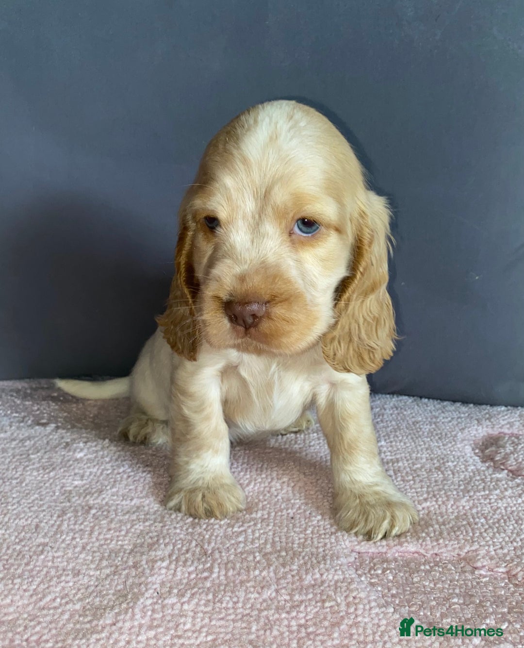 Cocker Spaniel dogs for sale: Outstanding KC Show Cockers 🐾 - Image 1