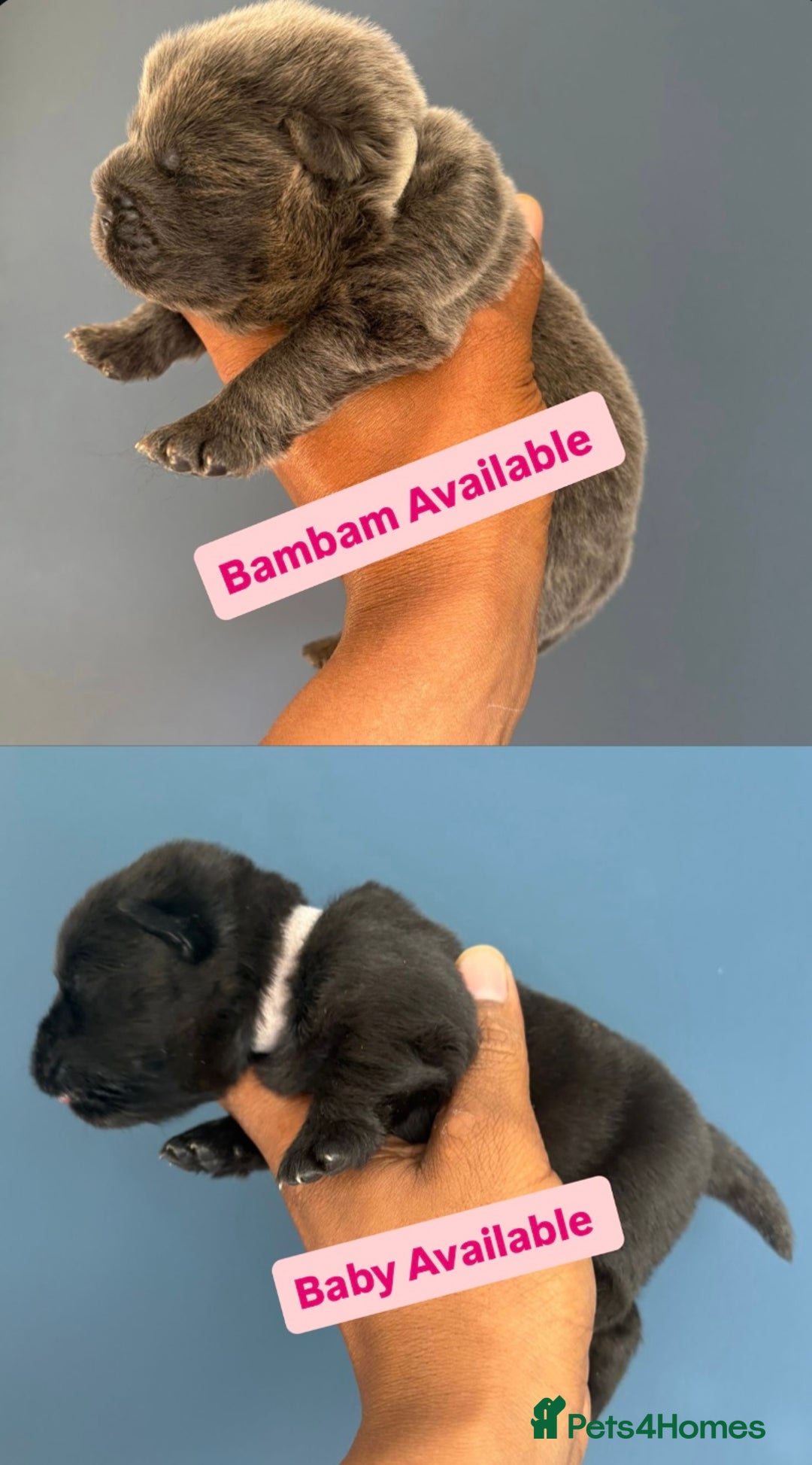 Chow Chow dogs for sale: Beautiful Chow Chow puppies  - Image 10