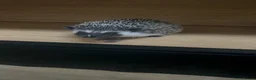 Pygmy Hedgehog rodents for sale: Pygmy hedgehog and tank - Advert 7