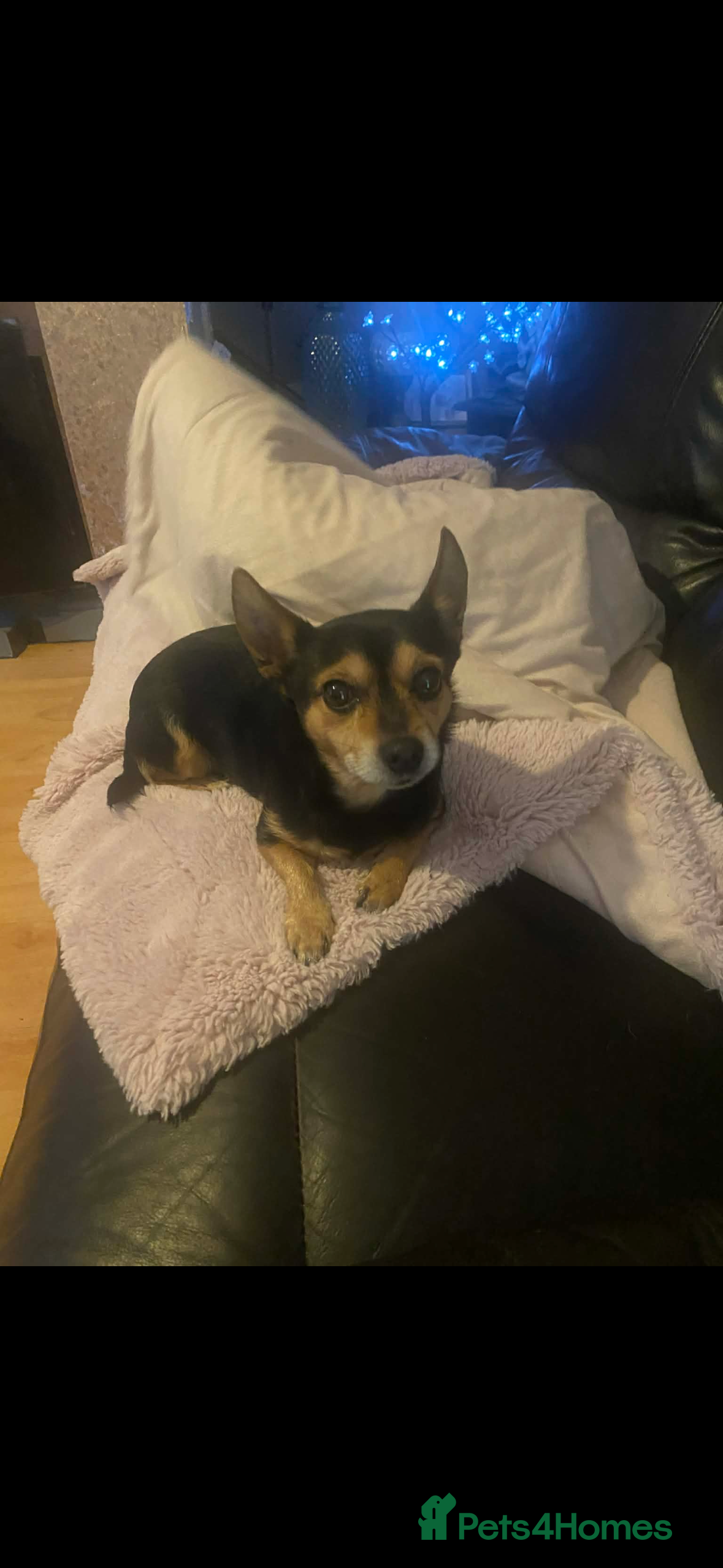 Mixed Breed dogs Monkey needs a loving home to grow old in  - Advert 4