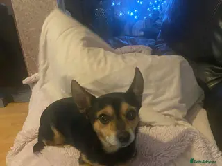 Mixed Breed dogs Monkey needs a loving home to grow old in - Advert 4