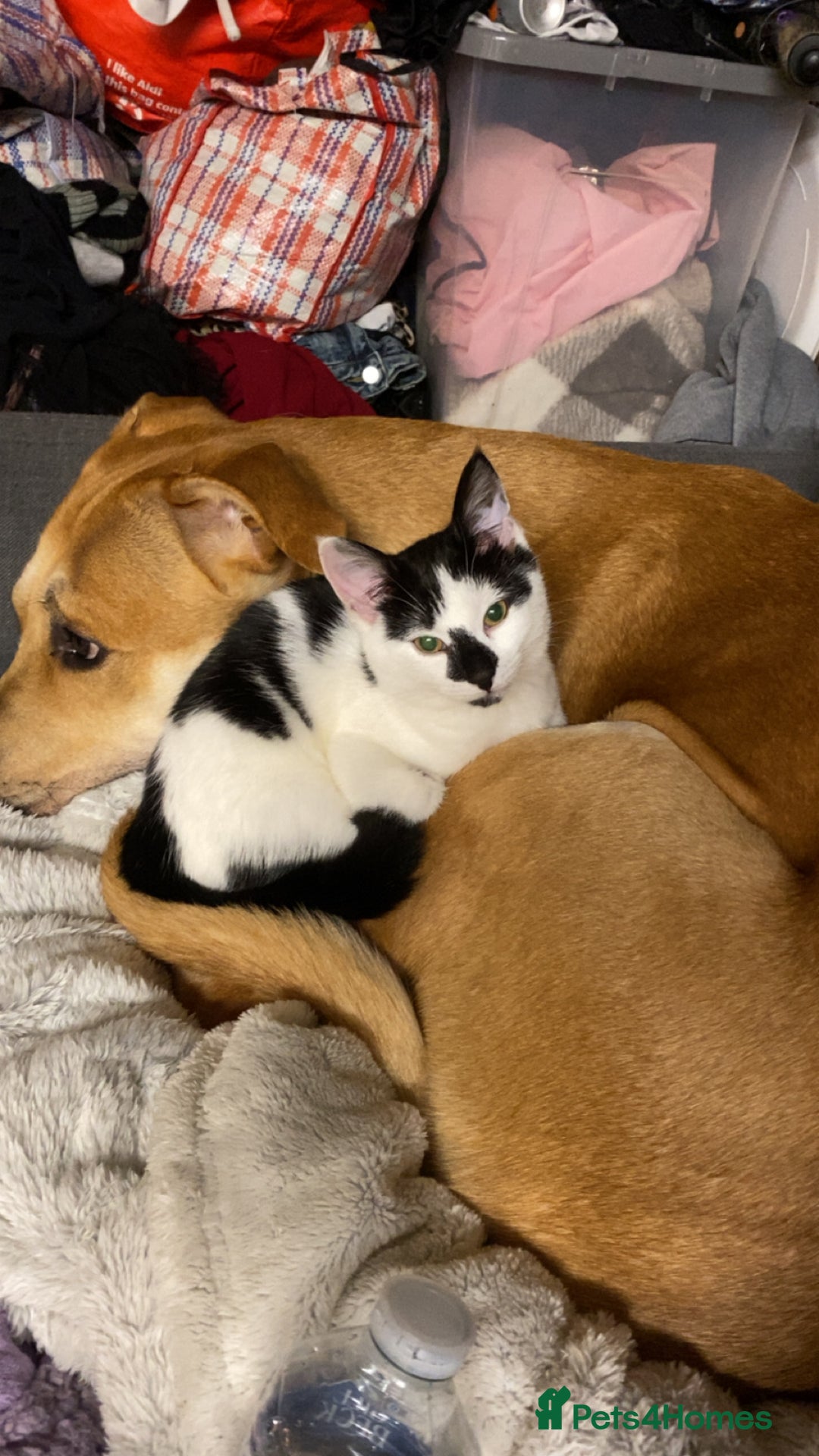 Mixed Breed dogs for sale: 2 y/o mastador/german shepherd  - Advert 15