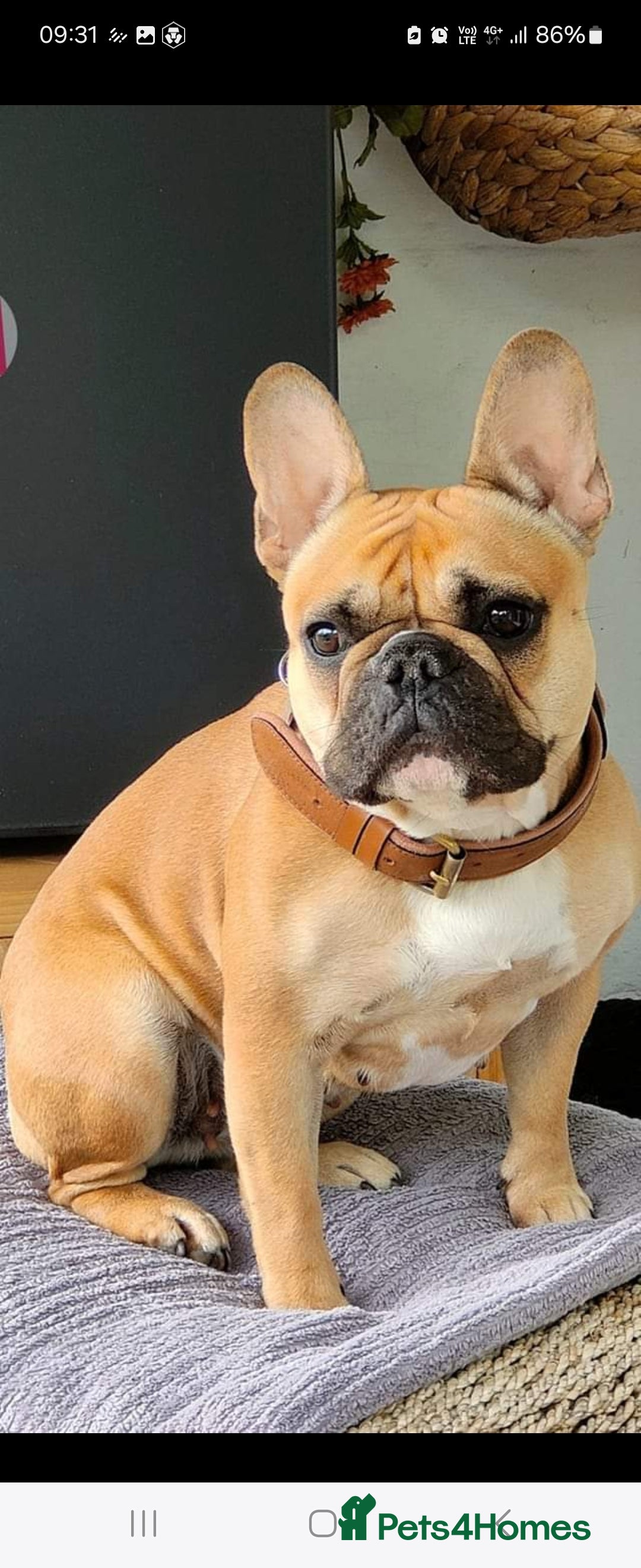 French Bulldog dogs for sale: French bulldog puppies.  - Advert 1