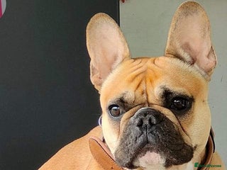 French Bulldog dogs French bulldog puppies. - Advert 3