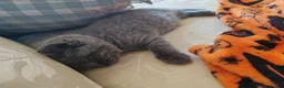 British Shorthair cats for sale: X2 Female British shorthair kittens  in Goole - Advert 8