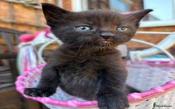 Mixed Breed cats for sale: Lovely kittens  - Image 9