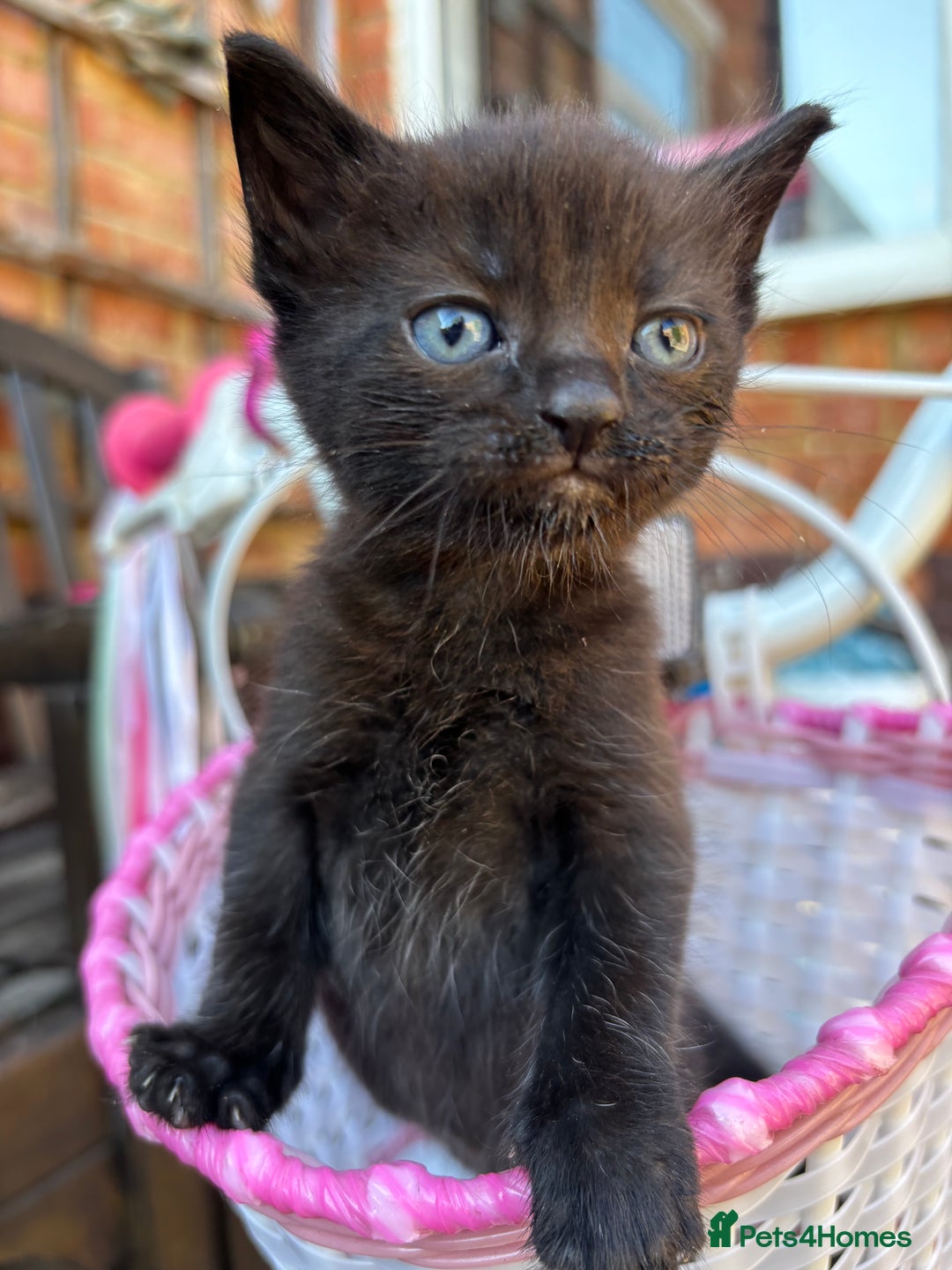 Mixed Breed cats for sale: Lovely kittens  - Image 9