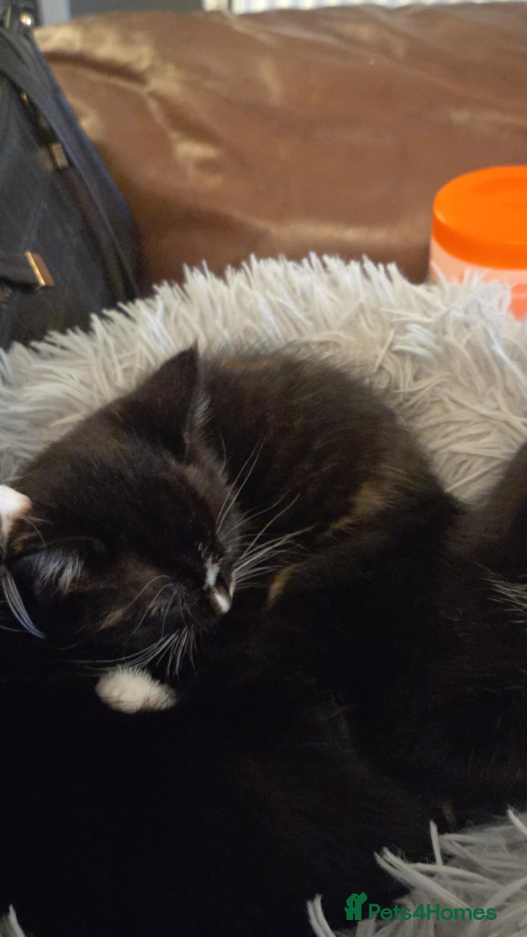 Mixed Breed cats for sale: 3 kittens available  - Advert 6