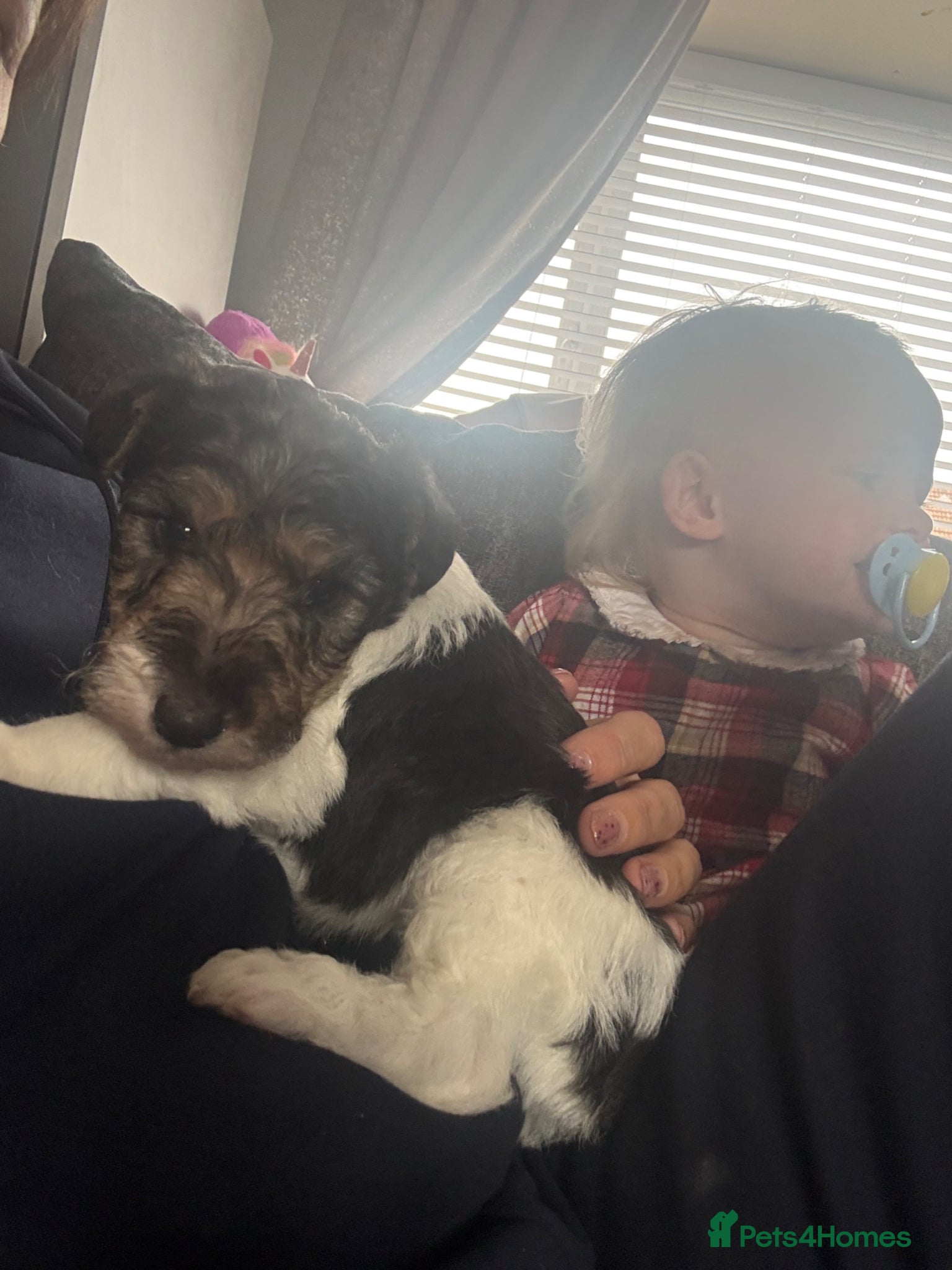 Fox Terrier dogs for sale: Wire haired fox terrier - Advert 13