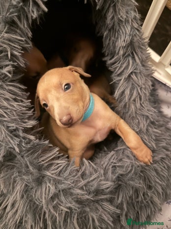 Italian Greyhound dogs - Advert 1