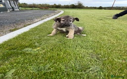 Irish Wolfhound dogs for sale: Irish wolfhound puppies - Image 1