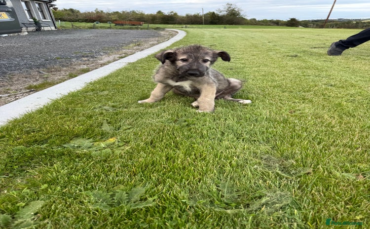 Irish Wolfhound dogs - Advert 13
