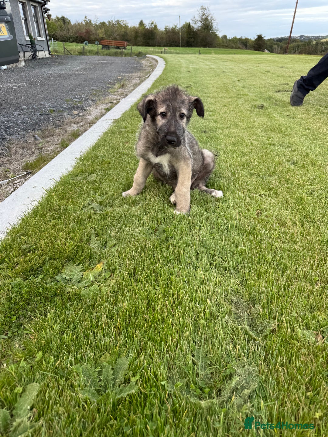 Irish Wolfhound dogs for sale: Irish wolfhound puppies - Image 1