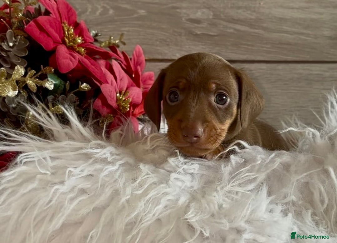 Miniature Dachshund dogs for sale: Miniature Dachshund Puppies - Image 3