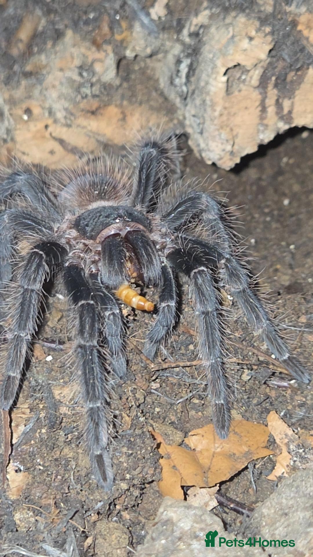 Tarantulas invertebrates List of tarantulas available  - Advert 1