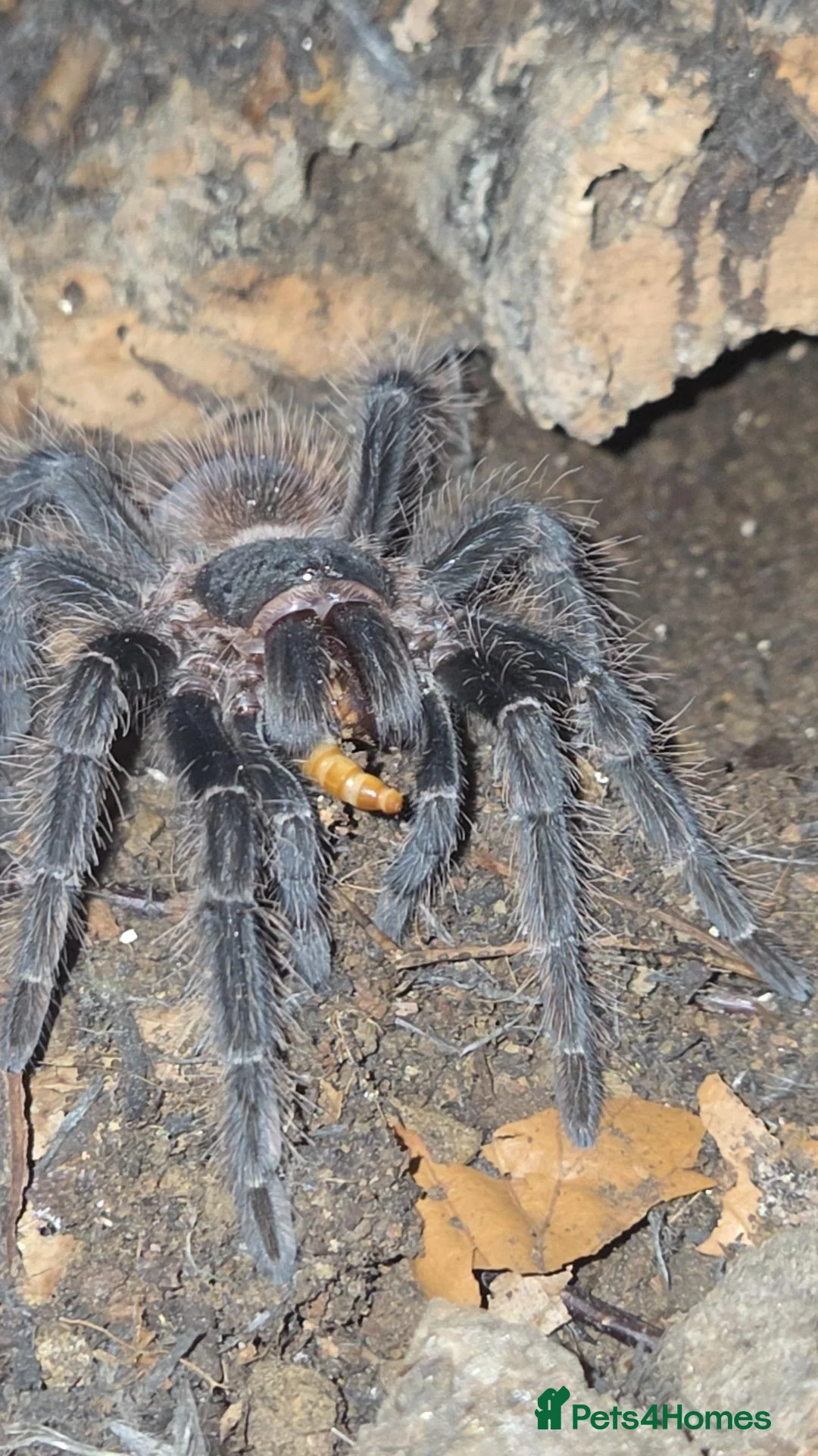 Tarantulas invertebrates for sale: List of tarantulas available  in Bradford - Advert 1