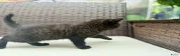 British Shorthair cats for sale: British Shorthair kittens  - Advert 3