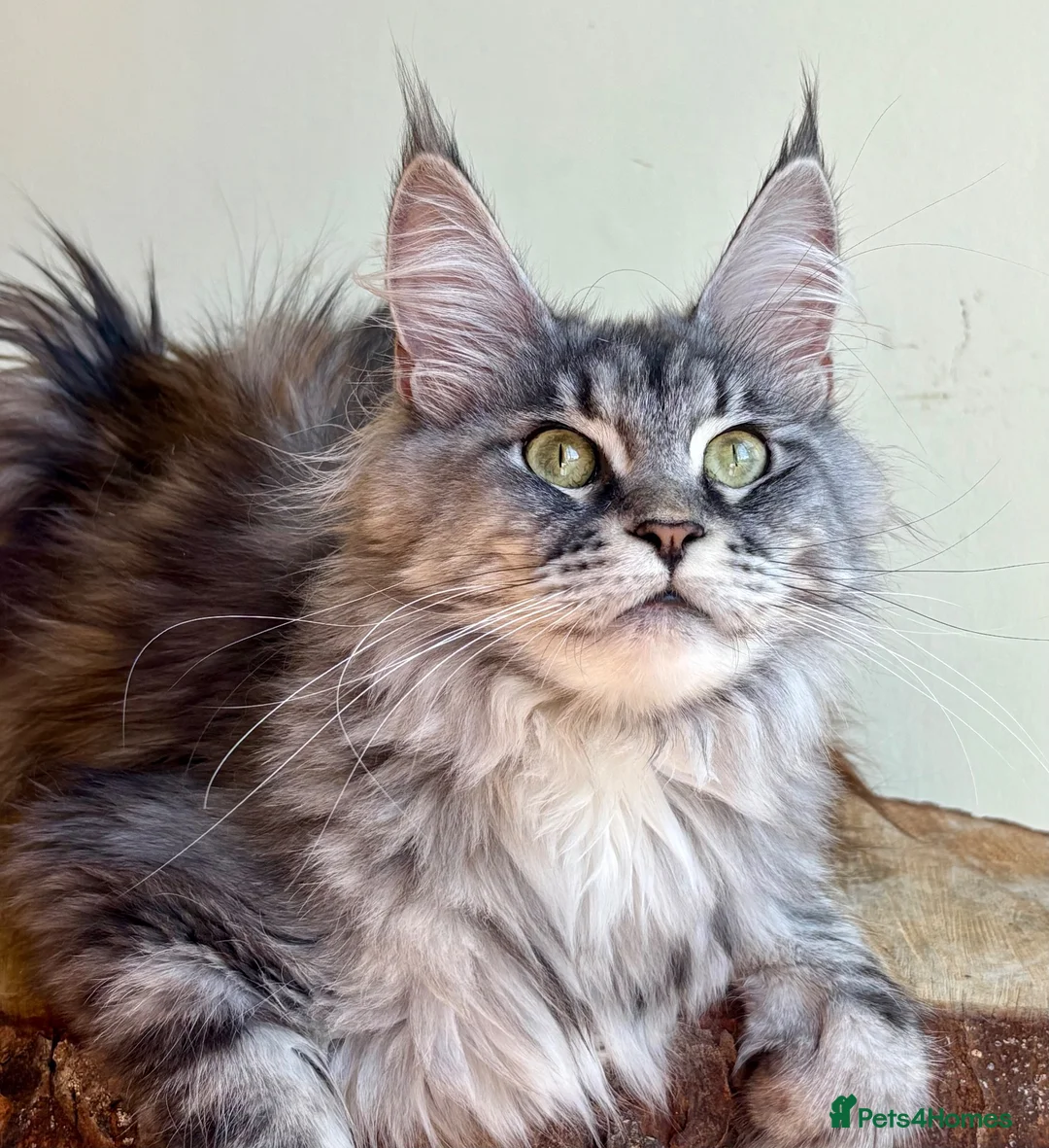 Maine Coon cats for sale: Beautiful Maine Coon females - Advert 15