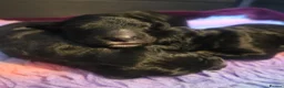 Bernedoodle dogs for sale: Top Quality BERNEDOODLE Puppies  - Advert 9