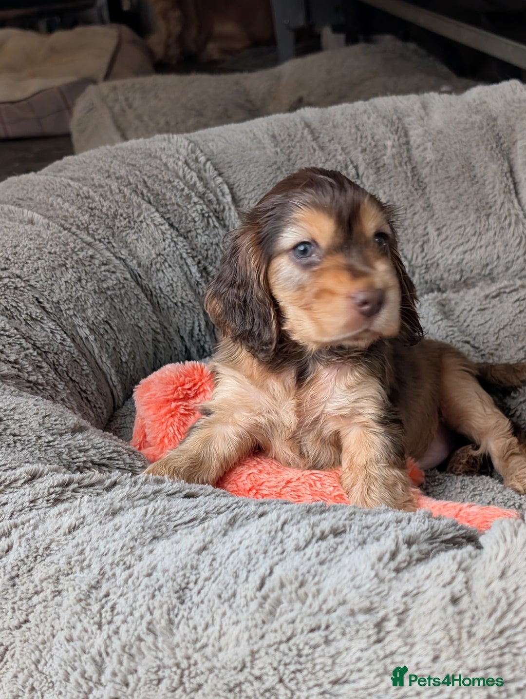 Cocker Spaniel dogs for sale: K C Reg, Show Cocker pups - Image 1