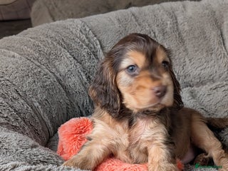 Cocker Spaniel dogs - Advert 26