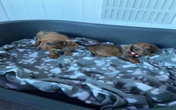 Miniature Dachshund dogs for sale: Miniature Dachshund puppies - Image 7