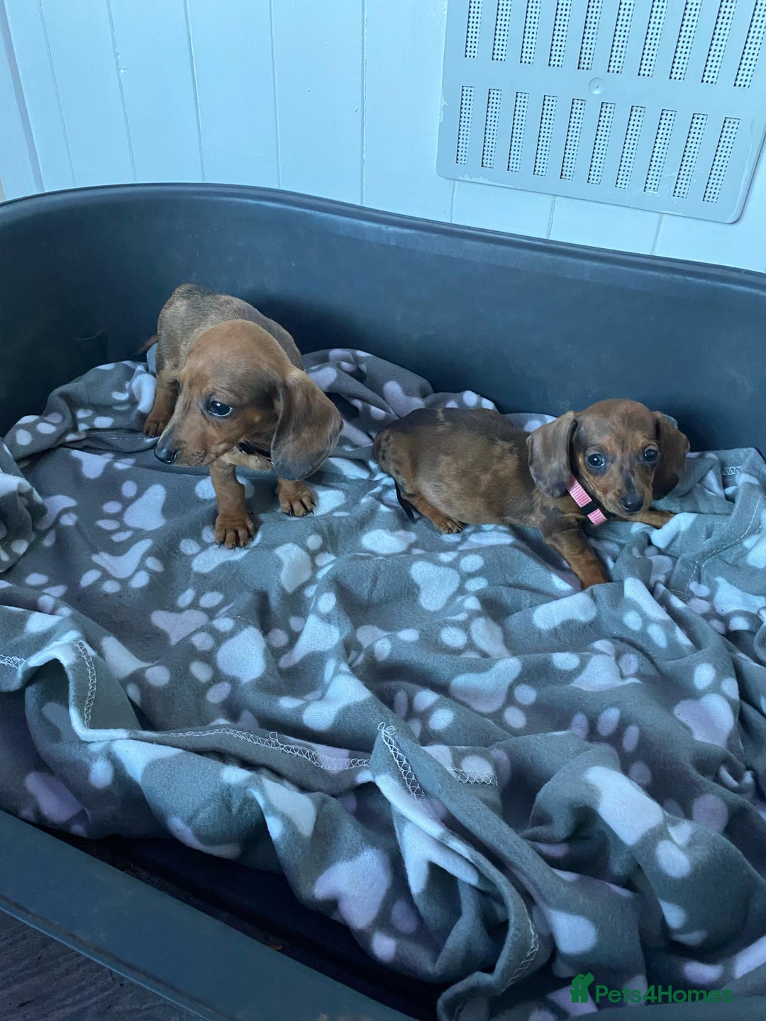 Miniature Dachshund dogs for sale: Miniature Dachshund puppies - Image 7