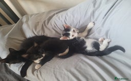 British Shorthair cats for sale: 4 kittens for sale 1 boy 3 girls. - Image 2