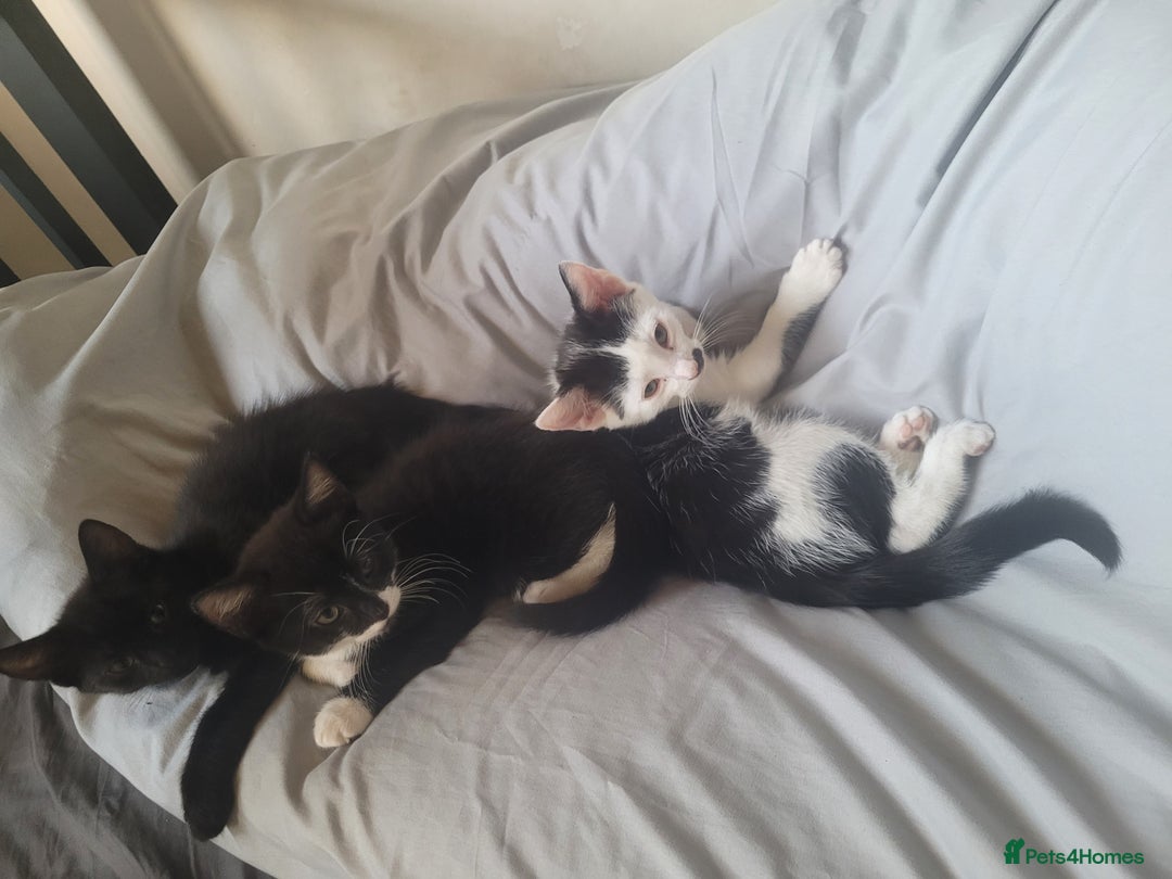 British Shorthair cats for sale: 4 kittens for sale 1 boy 3 girls. - Image 2