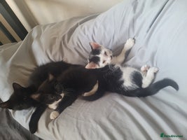 British Shorthair cats - Advert 8