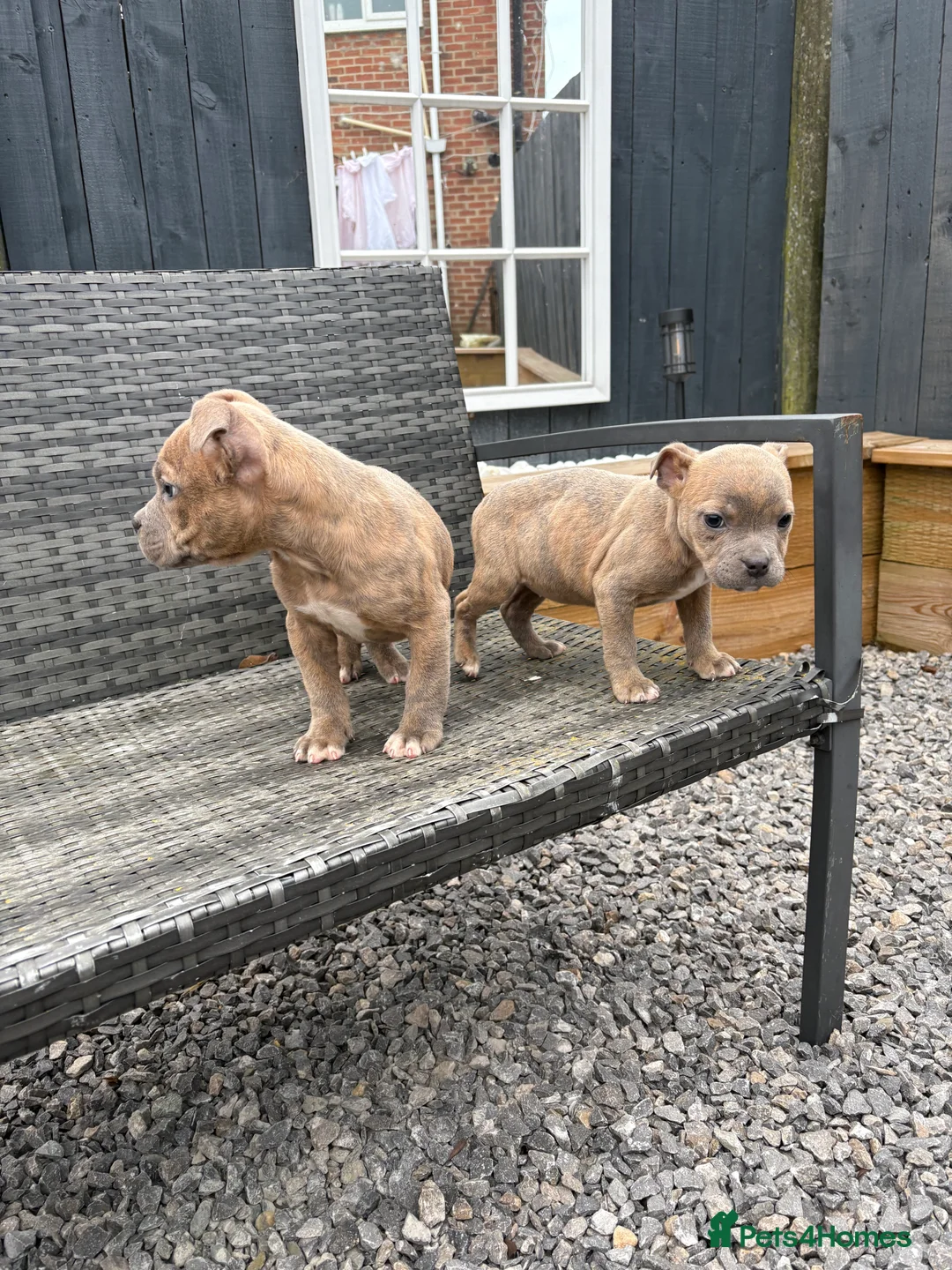 Mixed Breed dogs for sale: Olde English Bulldog pups  - Advert 8