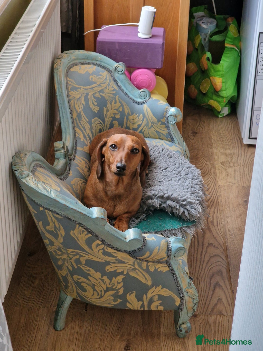 Dachshund dogs for sale: Champion sired, show quality miniature, ready now. - Image 23