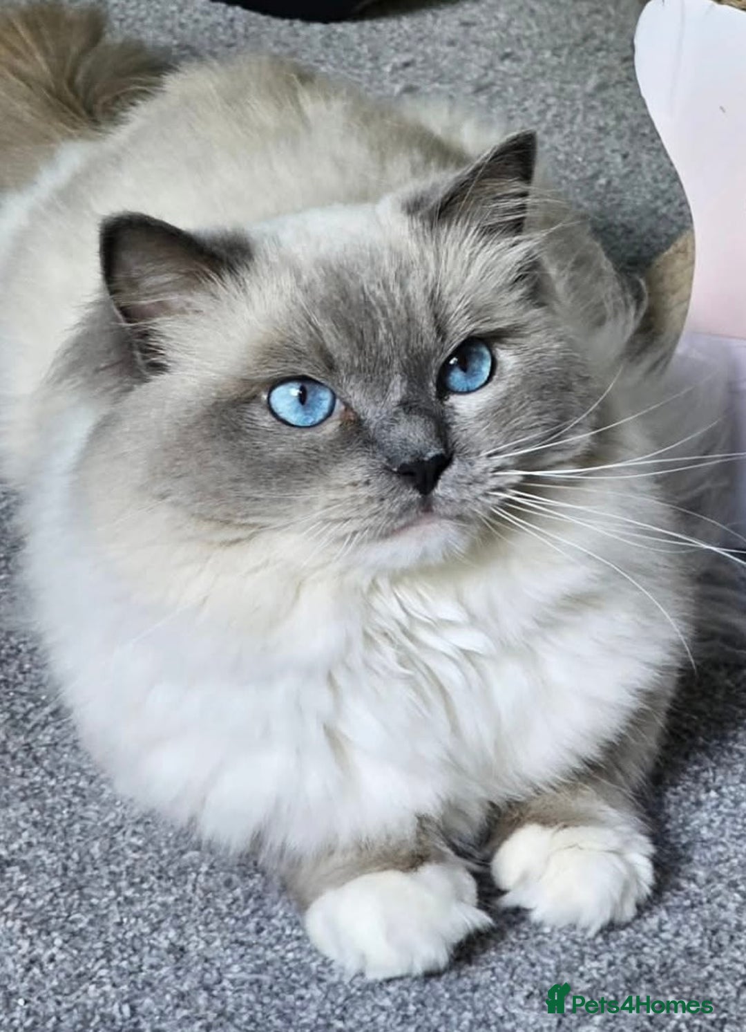 Ragdoll cats for sale: Adorable Ragdoll Kitten Fife Registered Breeder - Image 17