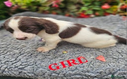 English Springer Spaniel dogs for sale: QUALITY WORKING ESS PUPS - Image 12