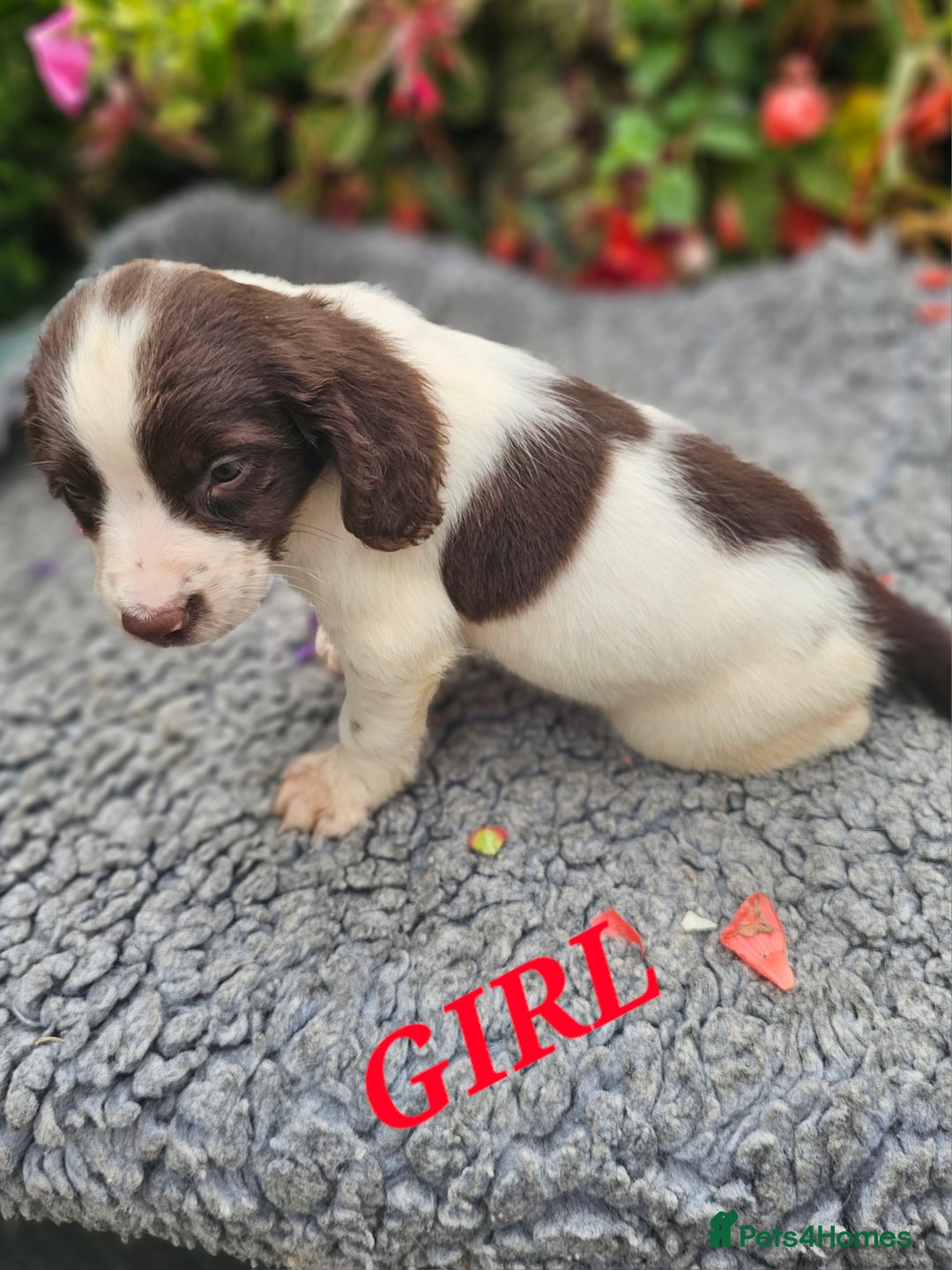 English Springer Spaniel dogs for sale: QUALITY WORKING ESS PUPS - Image 12