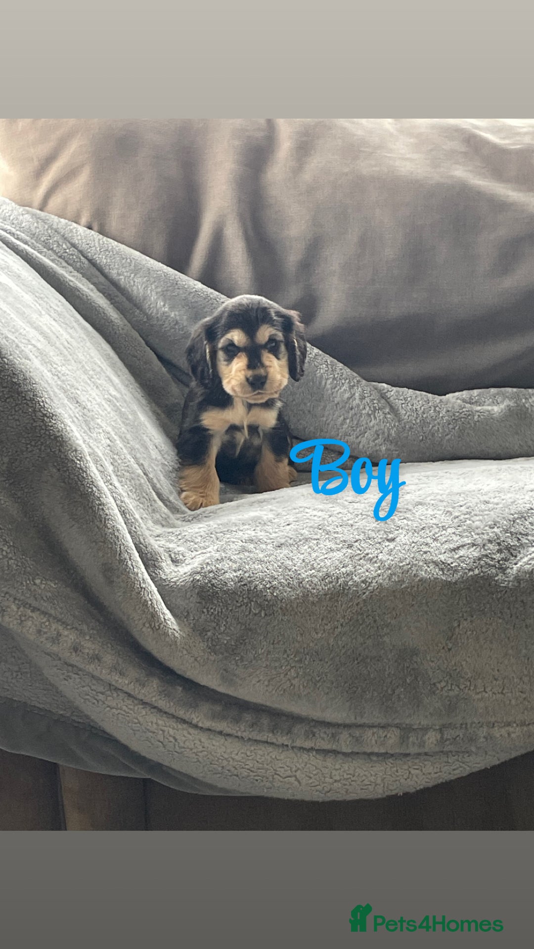 Cocker Spaniel dogs for sale: Cocker spaniel puppies  - Advert 4