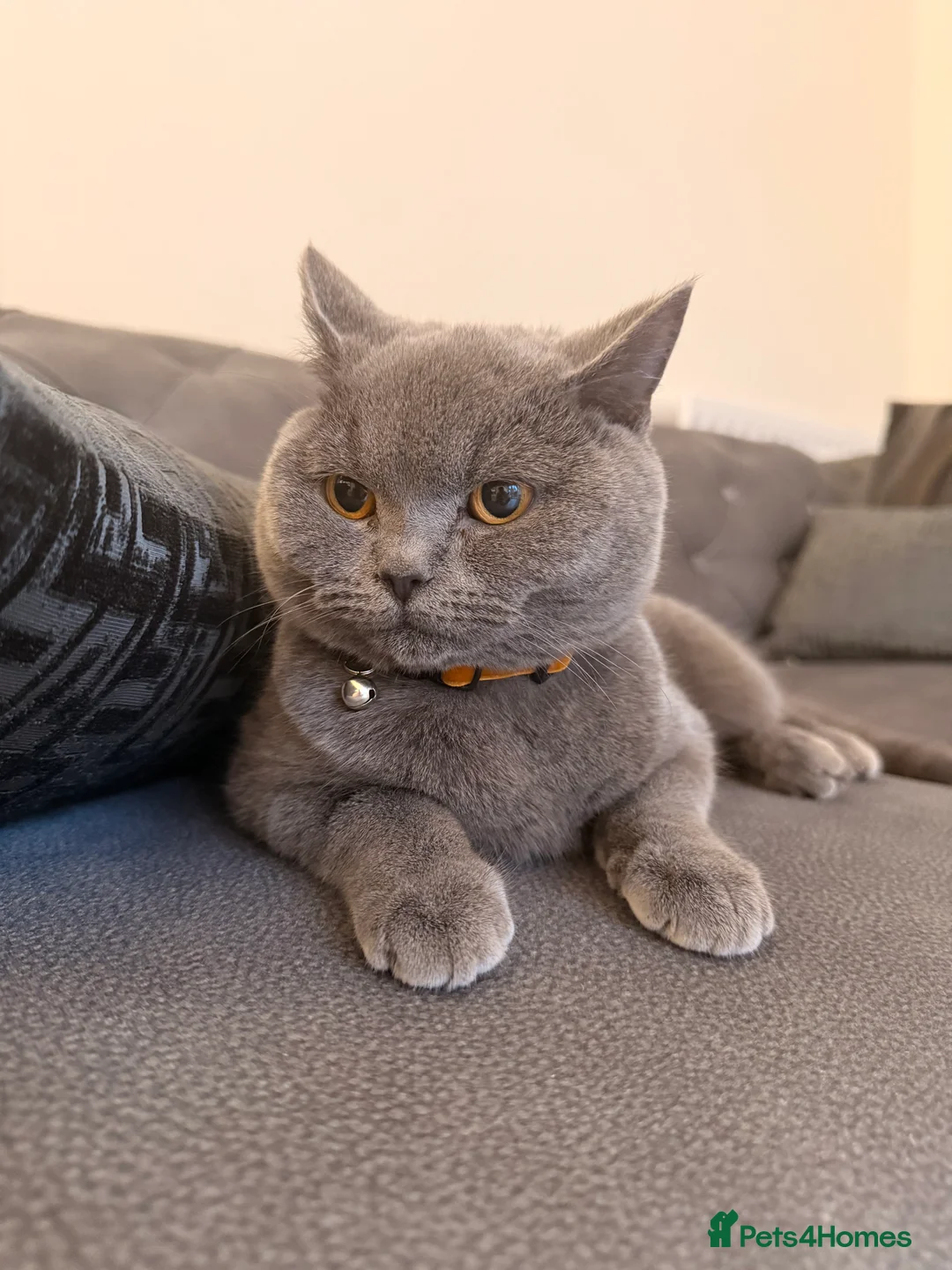 British Shorthair cats for sale: 7 months old british shorthair - Advert 1