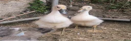 Ducks poultry for sale: Indian Runner ducklings unsexed in Southampton - Advert 2