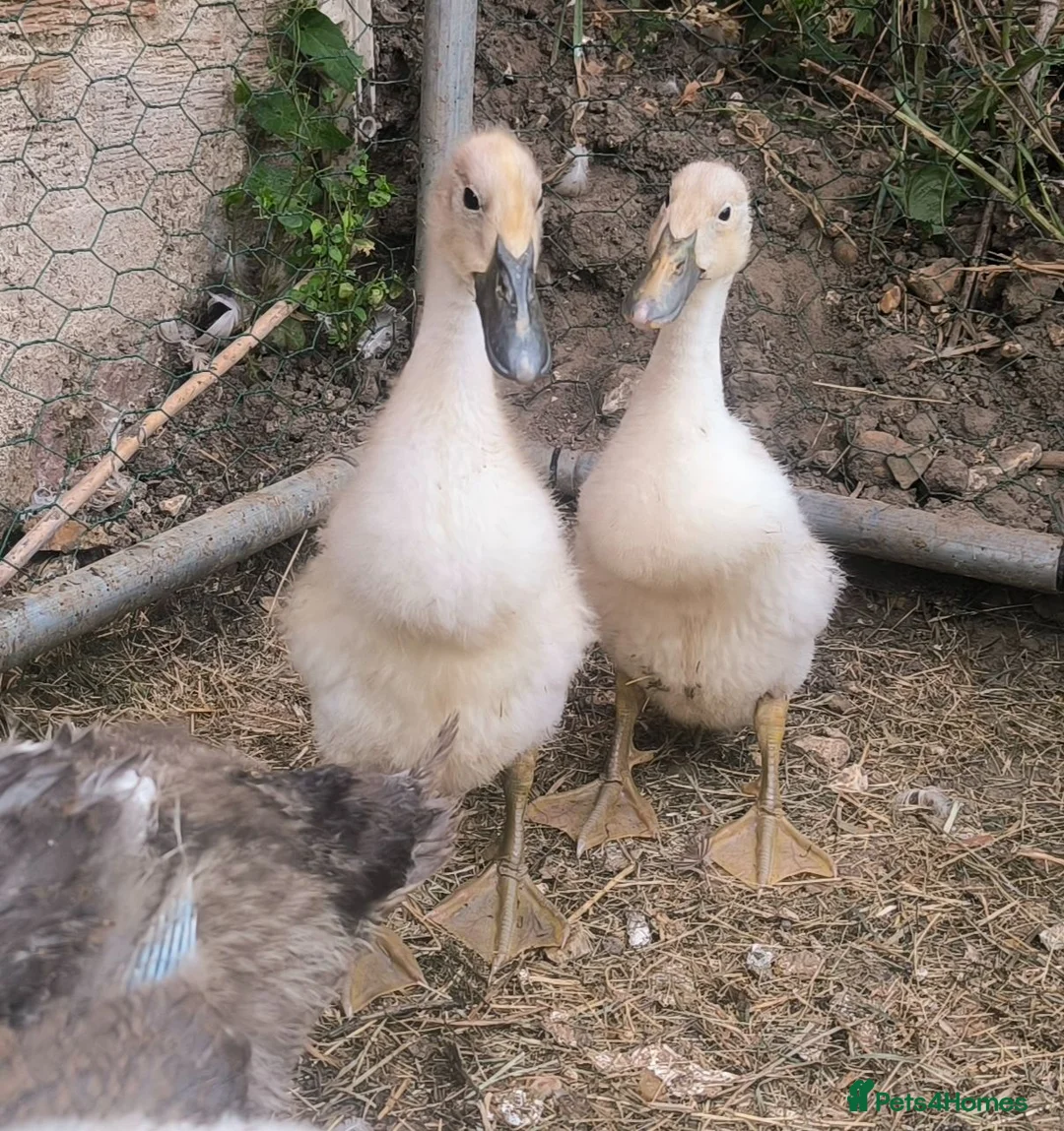 Ducks poultry for sale: Indian Runner ducklings unsexed in Southampton - Advert 2